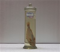 藏品(杜氏叫姑魚)的圖片